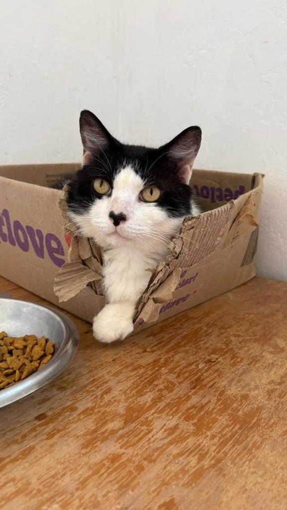 Zeca, gato de porte pequeno para adoção em Rio de Janeiro - RJ