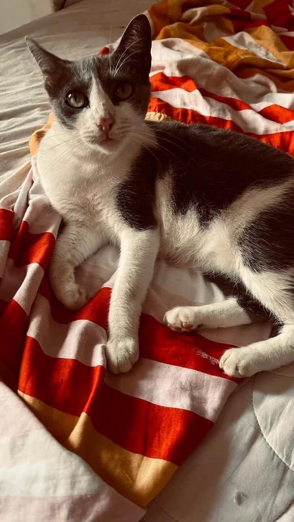 Mãezinha, gato de porte médio para adoção em Rio de Janeiro - RJ