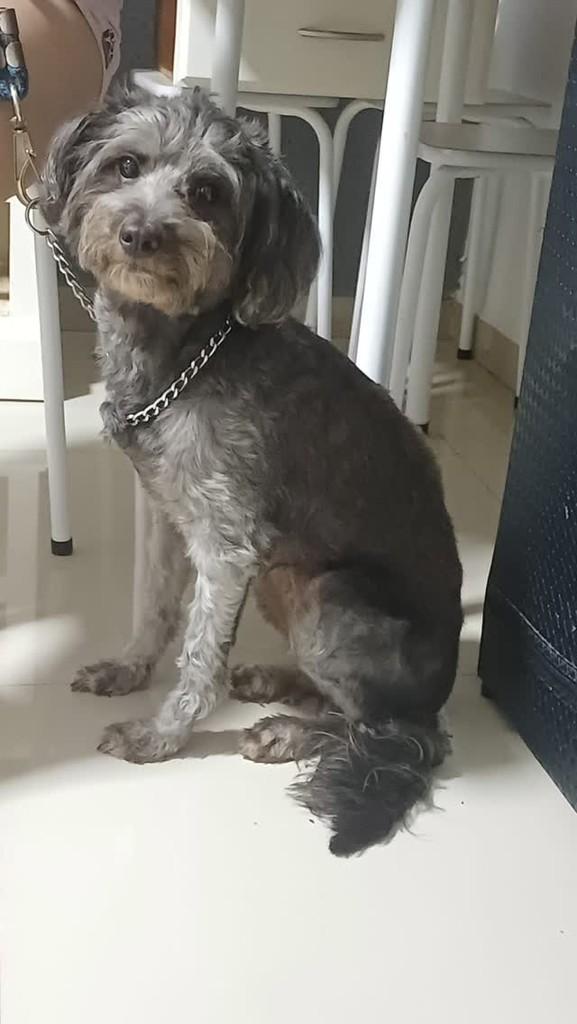 Malu, cachorro de porte pequeno para adoção em Rio de Janeiro - RJ