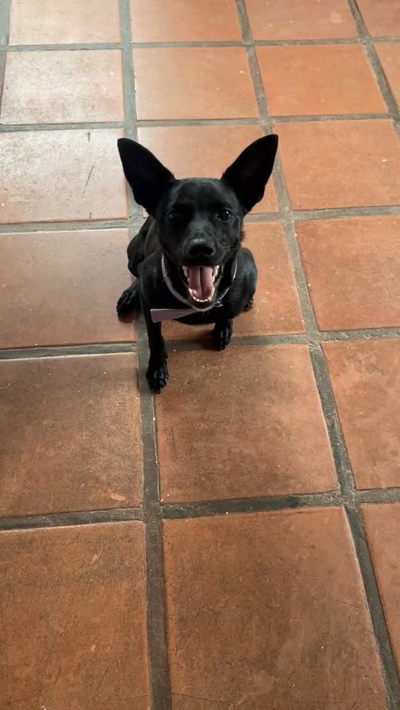 Sansão, cachorro de porte pequeno para adoção em Rio de Janeiro - RJ