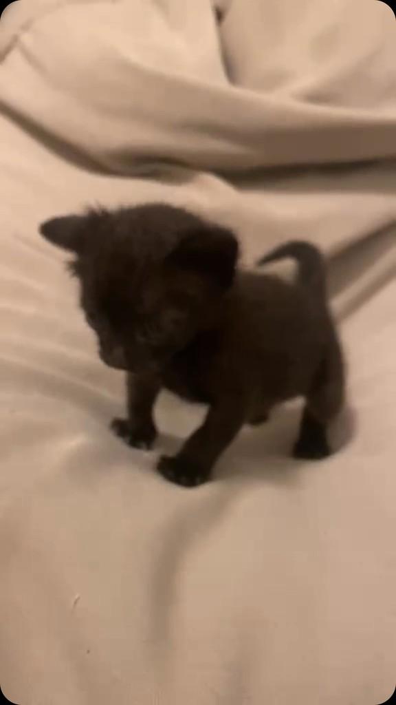 Foi, cachorro de porte pequeno para adoção em Rio de Janeiro - RJ