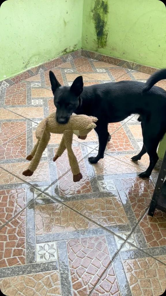 Macaquinho, cachorro de porte pequeno para adoção em Rio de Janeiro - RJ