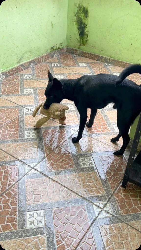 Pretinho, cachorro de porte médio para adoção em Rio de Janeiro - RJ