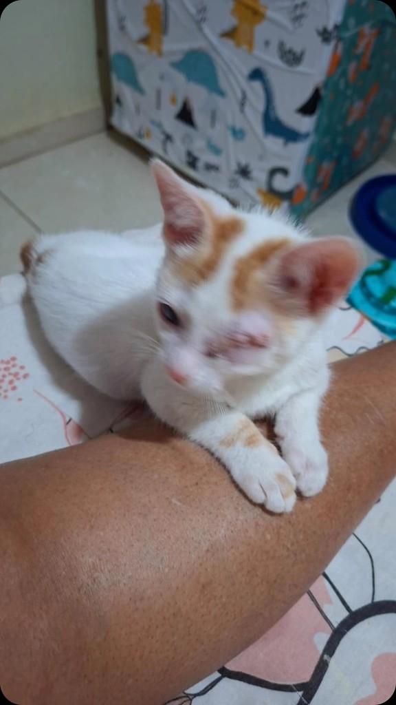 Uma bebê deficiente, gata de porte pequeno para adoção em Rio de Janeiro - RJ