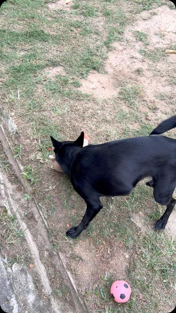 M, cachorro de porte médio para adoção em Rio de Janeiro - RJ