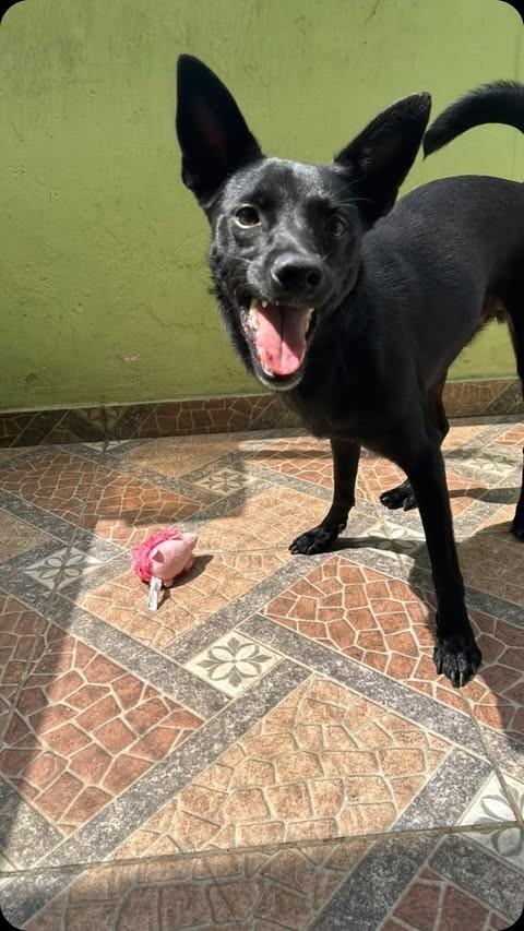 Sonsao, cachorro de porte médio para adoção em Rio de Janeiro - RJ
