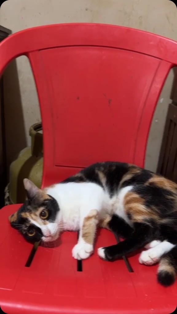 Alika, gata de porte pequeno para adoção no Rio de Janeiro - RJ