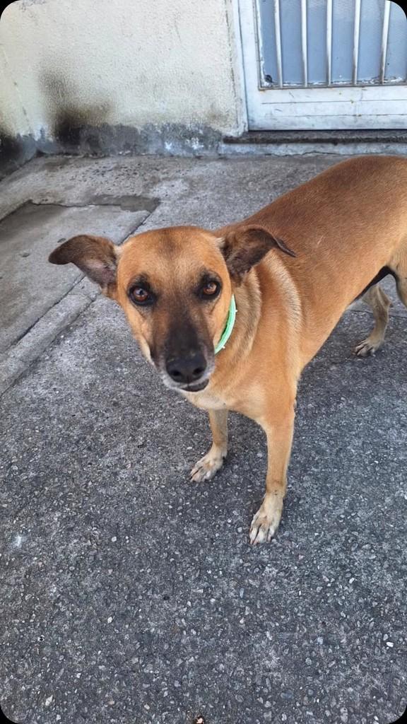 Madruga, cachorro de porte pequeno para adoção em Nova Iguaçu - RJ