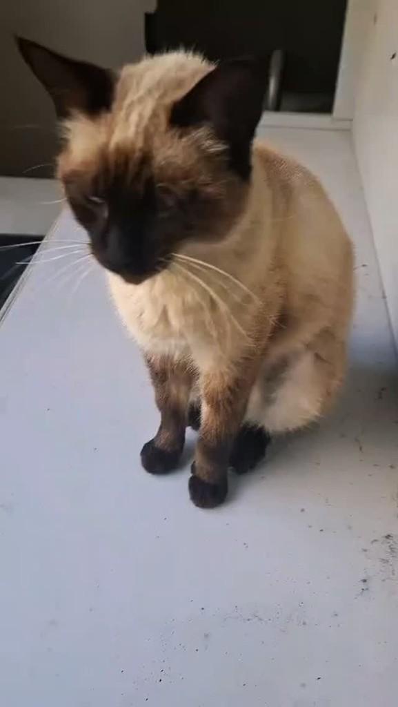 Margarida, gata de porte pequeno para adoção em Barra Mansa - RJ