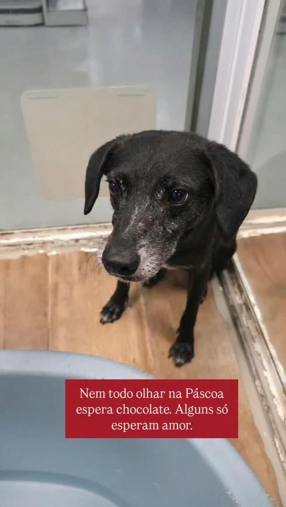 Moscato, cachorro de porte pequeno para adoção em Campinas - SP
