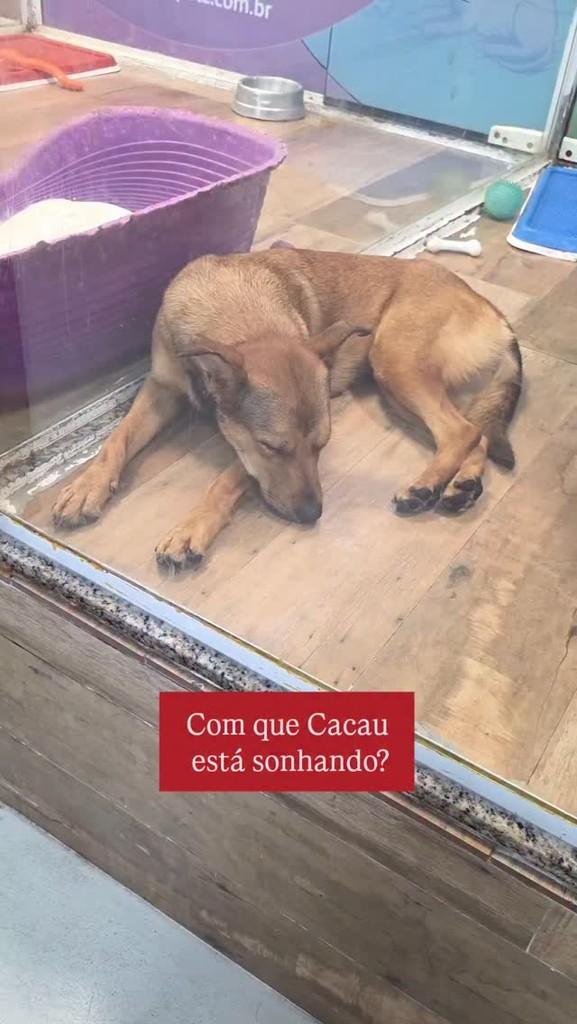 Cacau, cadela de porte pequeno para adoção em Campinas - SP