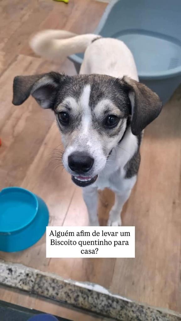 Biscoito, cachorro de porte médio para adoção em Campinas - SP