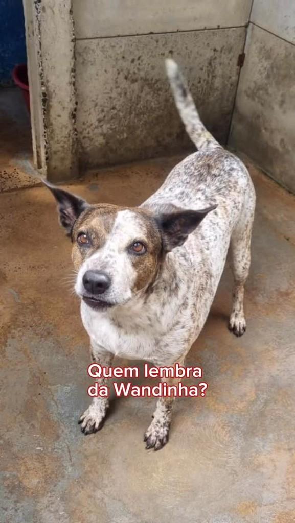 Wandinha, cadela de porte médio para adoção em Campinas - SP