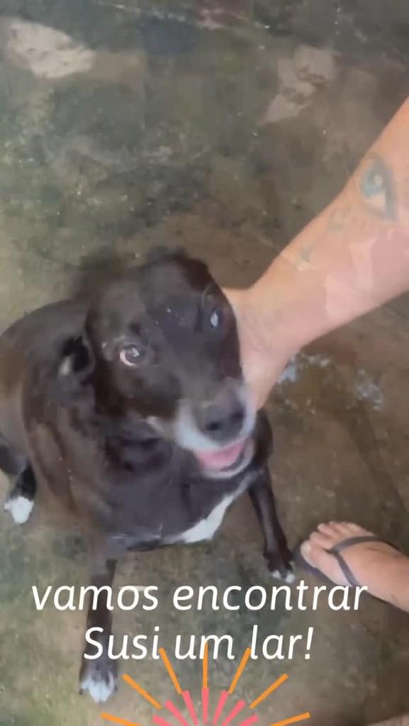 Susi, cachorro de porte médio para adoção em Campinas - SP