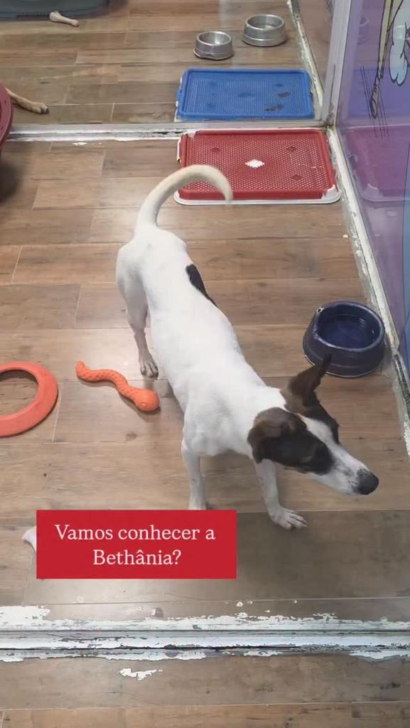 Bethânia, cachorro de porte pequeno para adoção em Campinas - SP