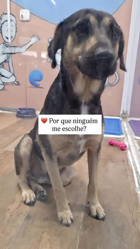 Fred, cachorro de porte médio para adoção em Campinas - SP