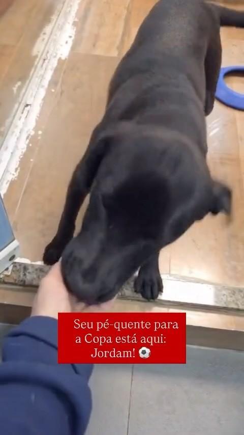 Jordam, cachorro de porte pequeno para adoção em Campinas - SP