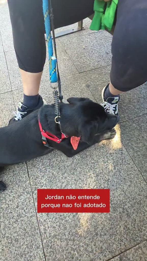 Jordan, cachorro de porte pequeno para adoção em Campinas - SP