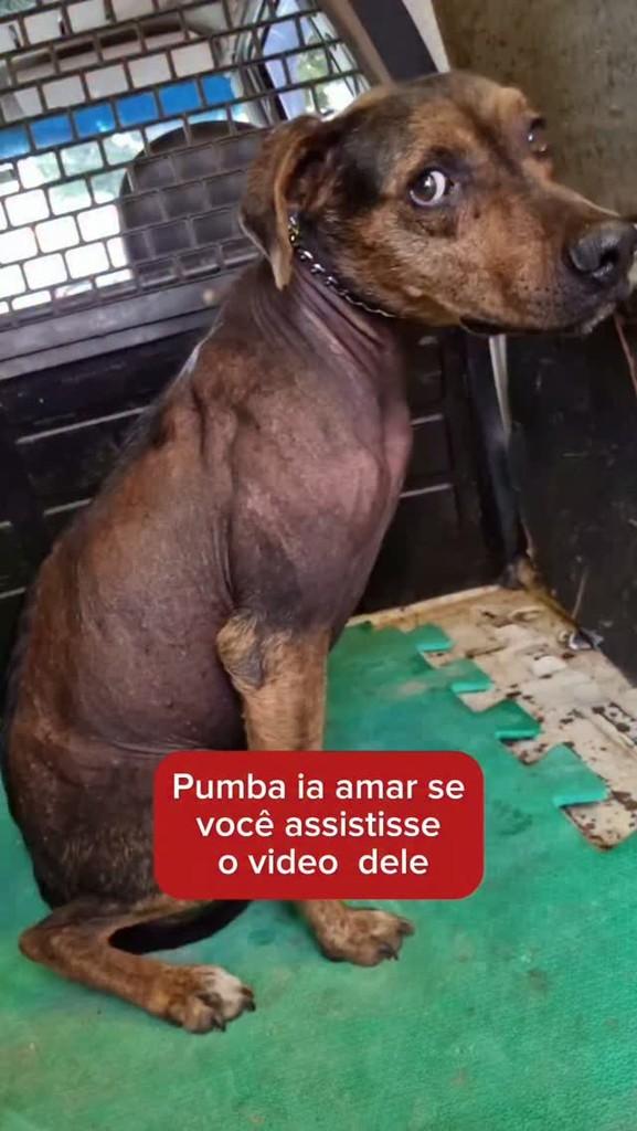 Pumba, cachorro de porte médio para adoção em Campinas - SP