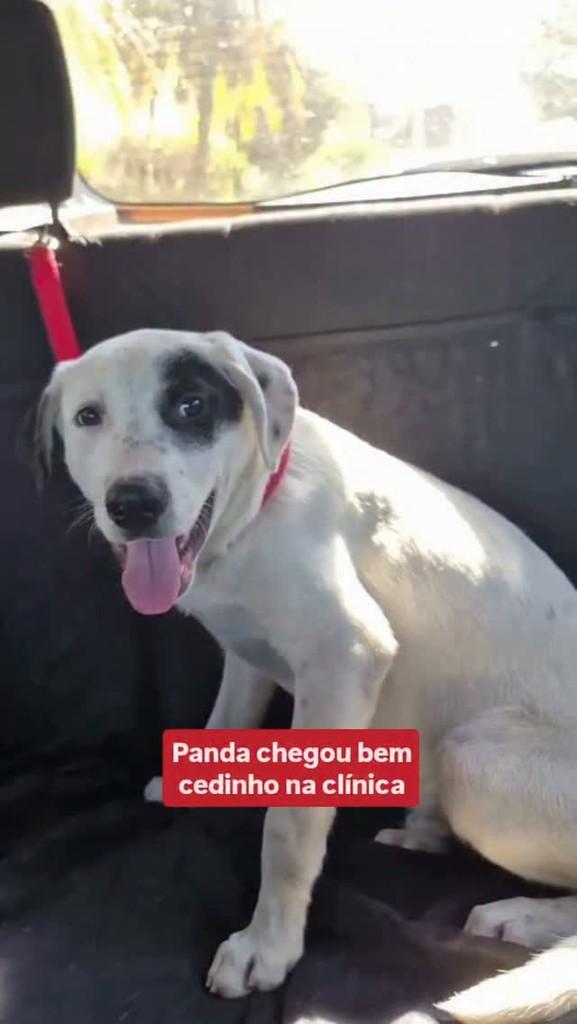 Panda, cachorro de porte médio para adoção em Sumaré - SP