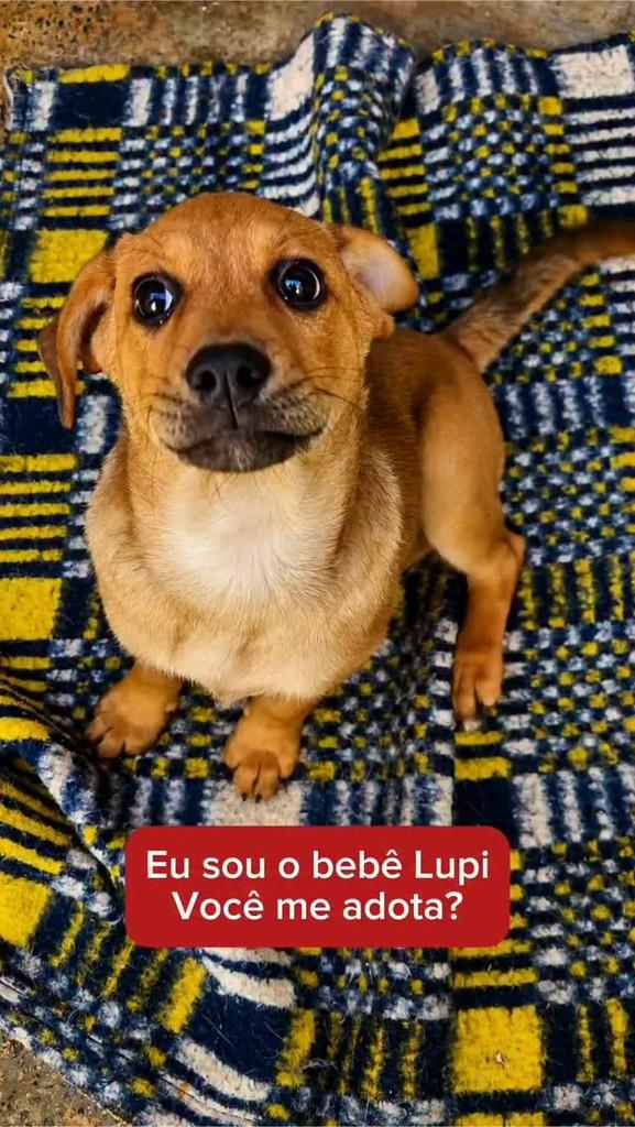 Lupi, cachorro de porte pequeno para adoção em Campinas - SP