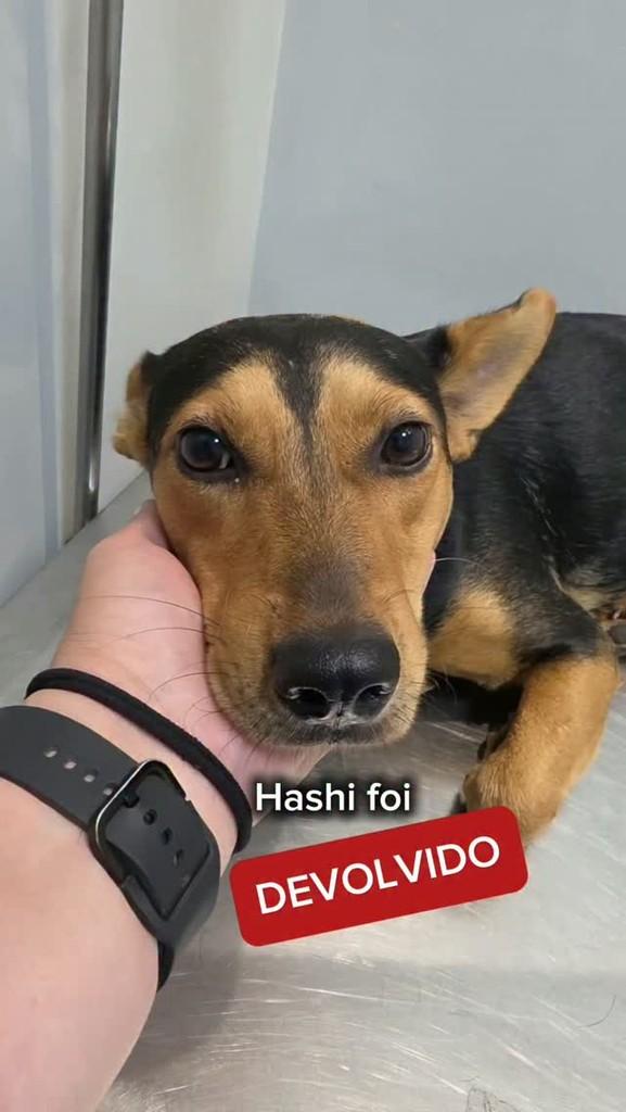 Hashi, cachorro de porte médio para adoção em Campinas - SP