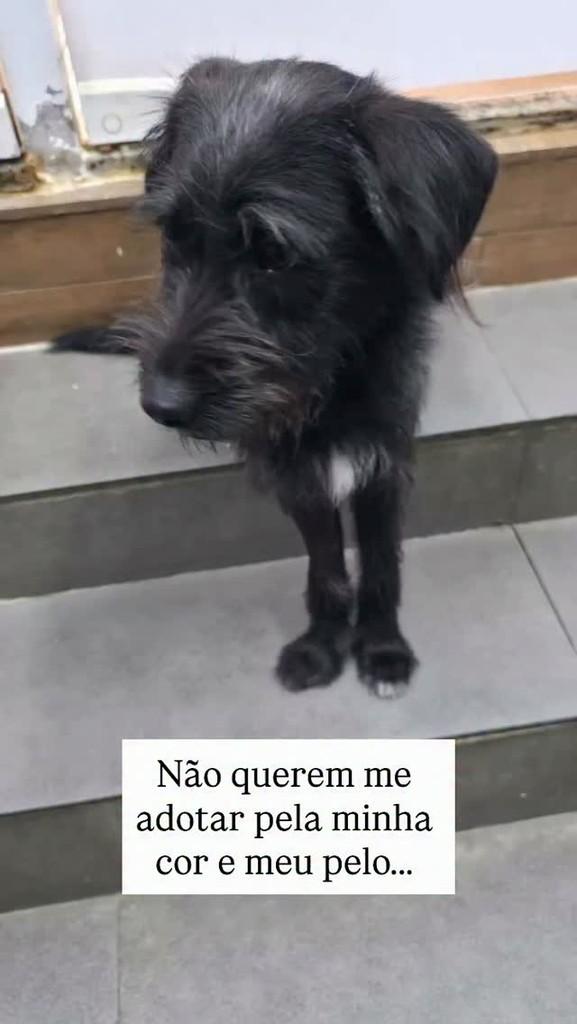 Bob, cachorro de porte médio para adoção em Campinas - SP