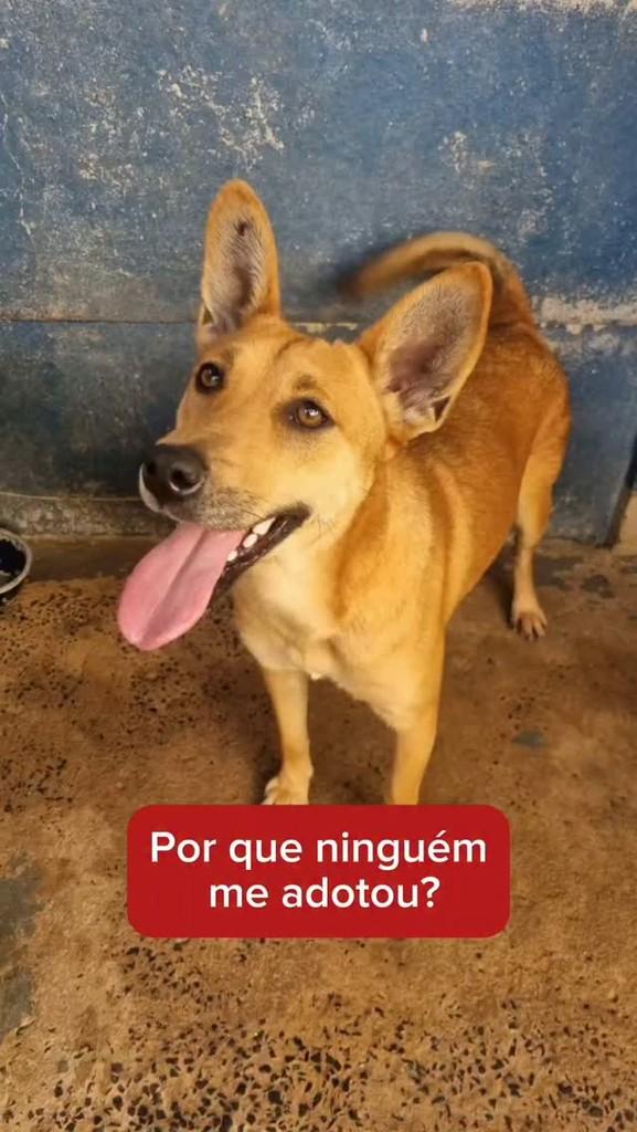 Frida, cadela de porte médio para adoção em Campinas - SP