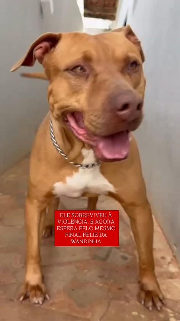 Frank, cachorro de porte médio para adoção em Campinas - SP