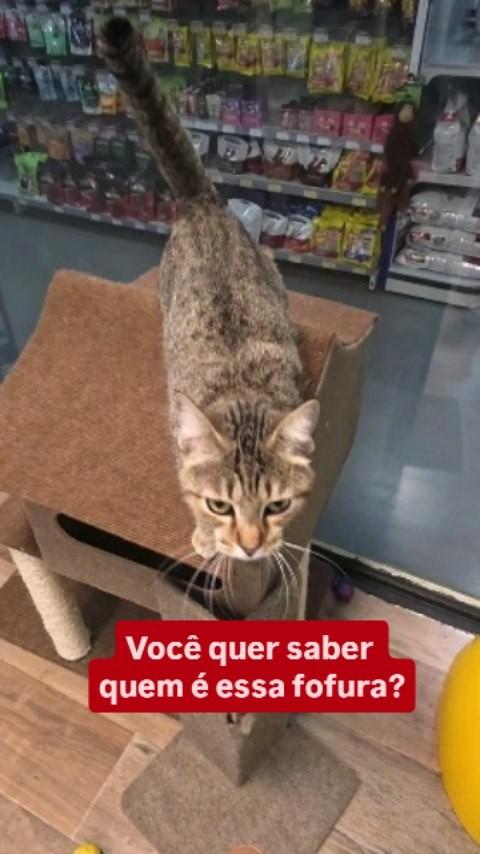 Luna, gata de porte pequeno para adoção em Campinas - SP