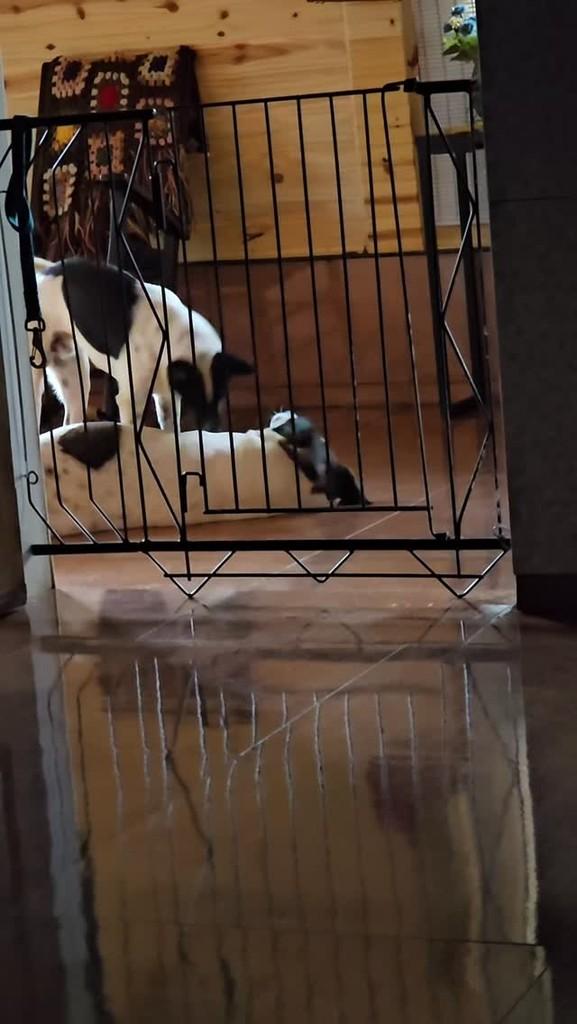 Crois, cachorro de porte médio para adoção em Cascavel - PR