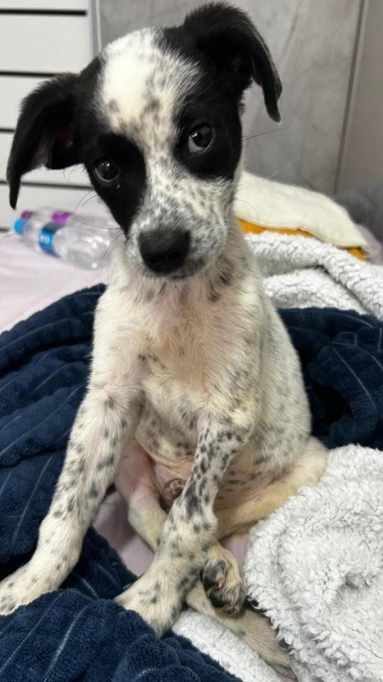 Príncipe, cachorro de porte pequeno para adoção em Cascavel - PR