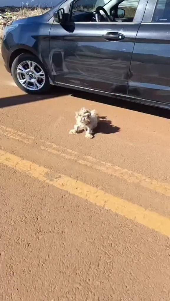 Mel, cachorro de porte pequeno para adoção em Cascavel - PR