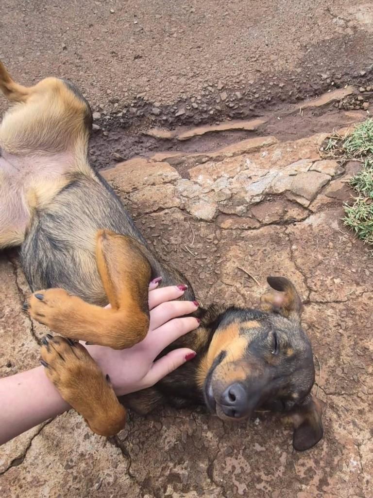 Princesinha, cadela de porte pequeno para adoção em Cascavel - PR