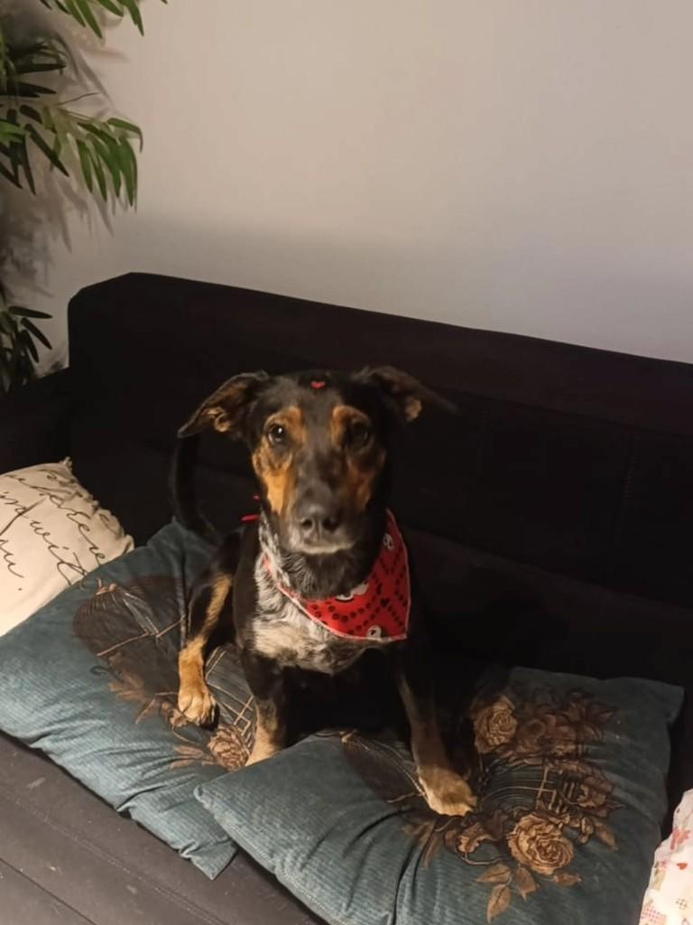 Fer, cadela de porte pequeno para adoção em Cascavel - PR