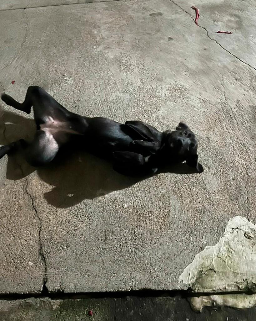 Pandora, cadela de porte pequeno para adoção em Descalvado - SP