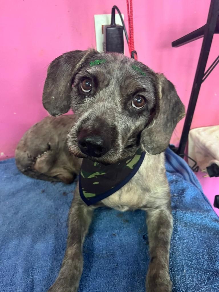 Joel, cachorro de porte médio para adoção em Sales Oliveira - SP
