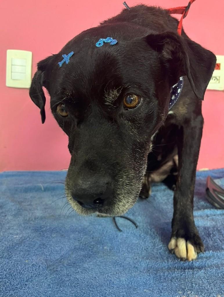 Juscelino, cachorro de porte pequeno para adoção em Sales Oliveira - SP