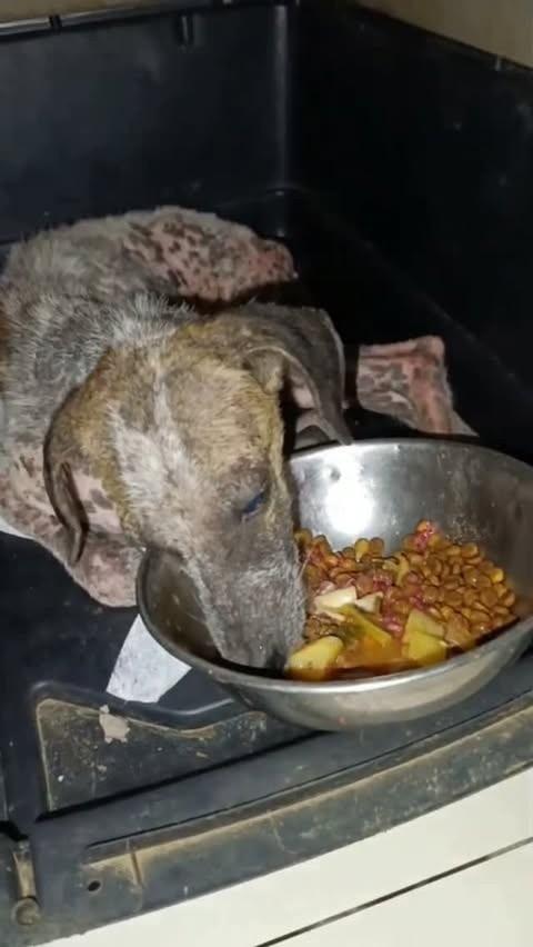 Formigueiro, cachorro para adoção em Macapá - AP