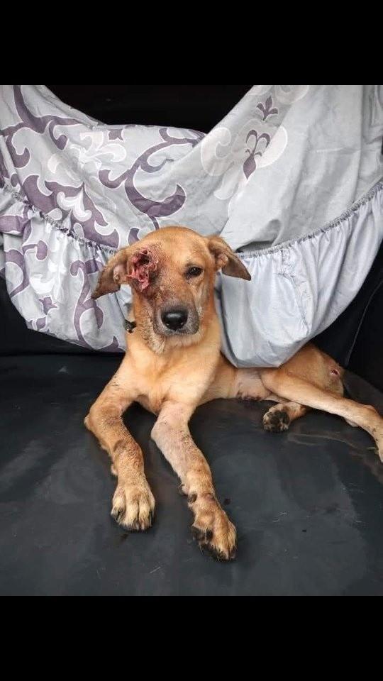 Beethoven, cachorro de porte médio para adoção em Macapá - AP
