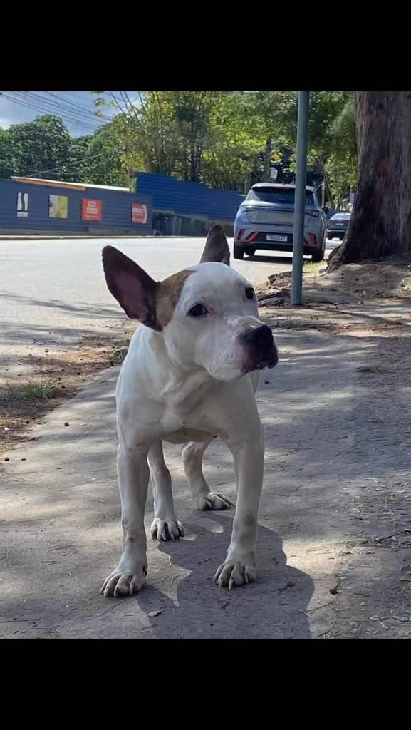 Cachorrinha, cadela de porte pequeno para adoção em Dias d'Ávila - BA