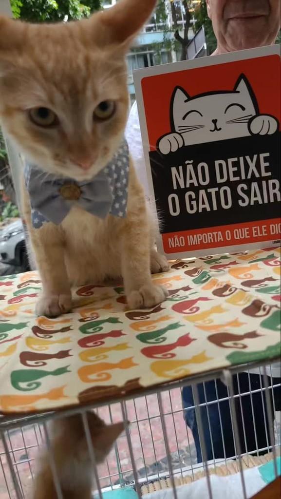Fubá, gato de porte pequeno para adoção em Rio de Janeiro - RJ