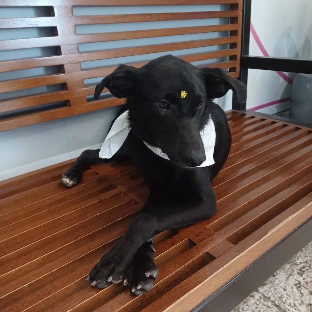 Melisa, cachorro de porte médio para adoção em Rio de Janeiro - RJ
