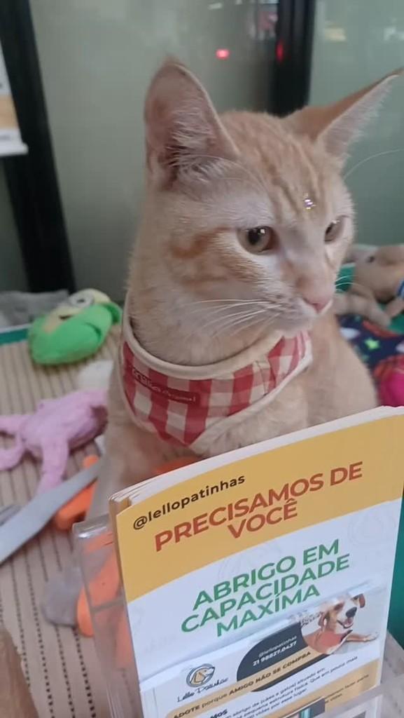 Rico, gato de porte pequeno para adoção em Rio de Janeiro - RJ