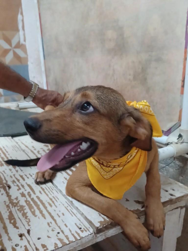 Gael, cachorro de porte médio para adoção em Rio de Janeiro - RJ