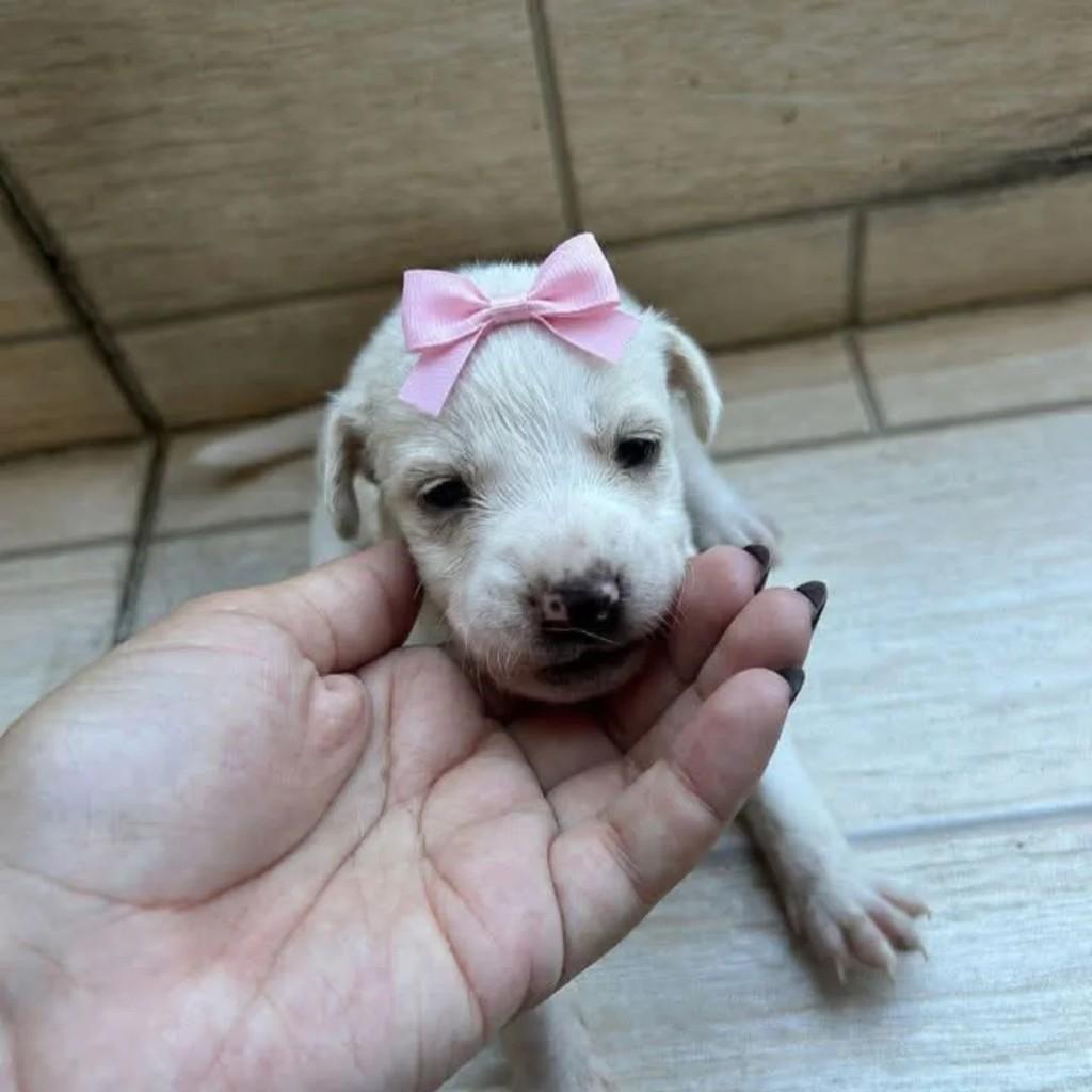 Bebêzinha, cachorro de porte pequeno para adoção em Rio de Janeiro - RJ