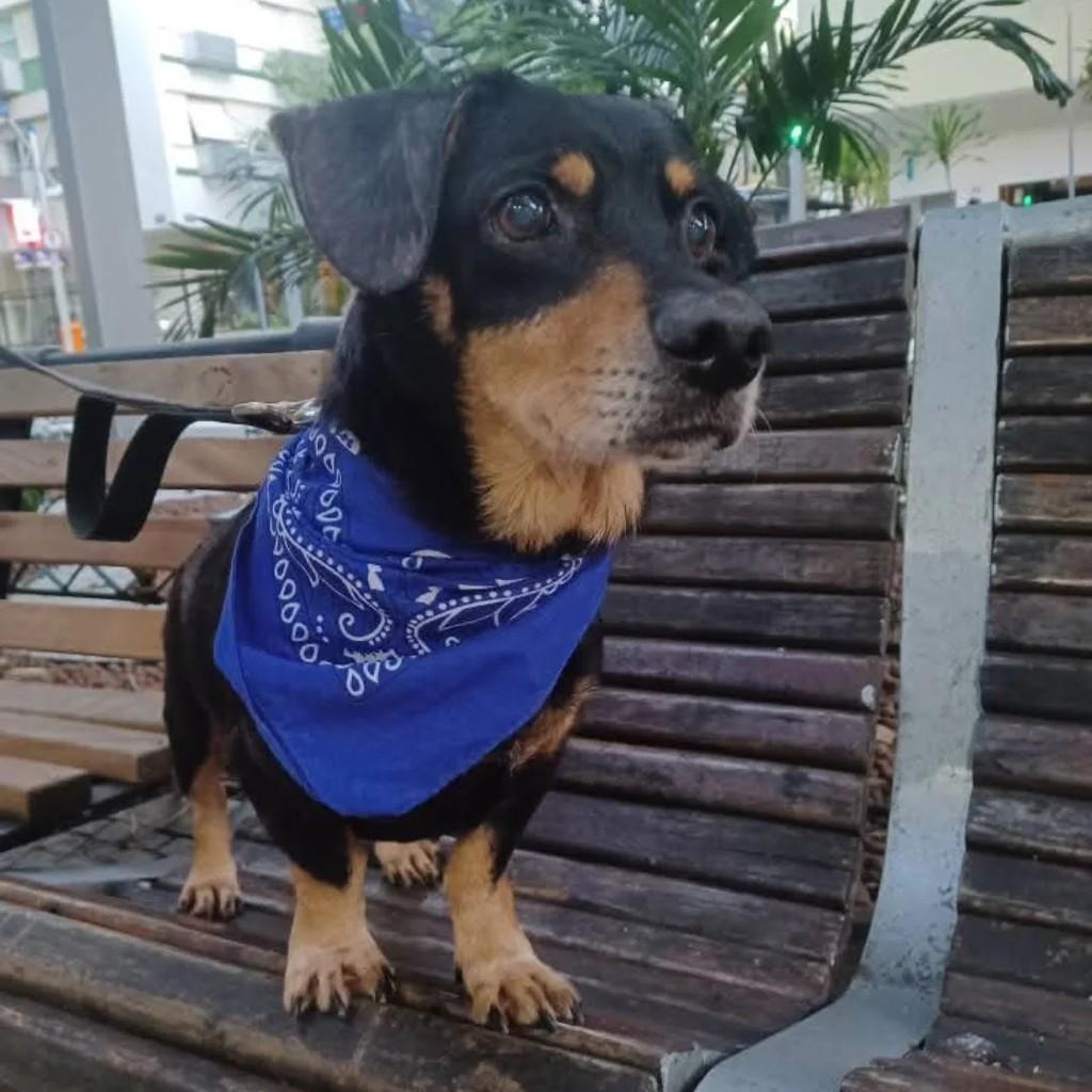 Tobias, cachorro de porte pequeno para adoção em Rio de Janeiro - RJ