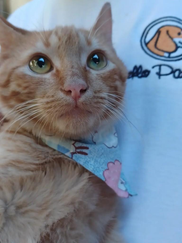 Fred, gato de porte pequeno para adoção em Rio de Janeiro - RJ