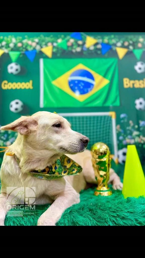 Eva, cachorro de porte pequeno para adoção em Rio de Janeiro - RJ