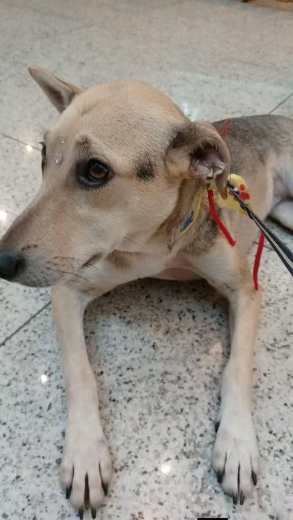 Naná, cachorro de porte médio para adoção em Rio de Janeiro - RJ